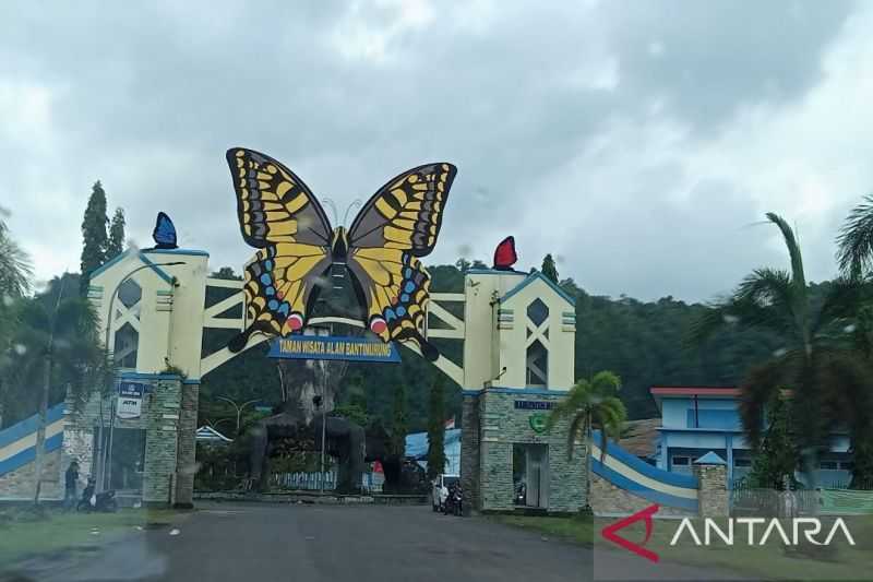 Pemkab Maros Segera Benahi Penangkaran Kupu-kupu Endemik di Bantimurung